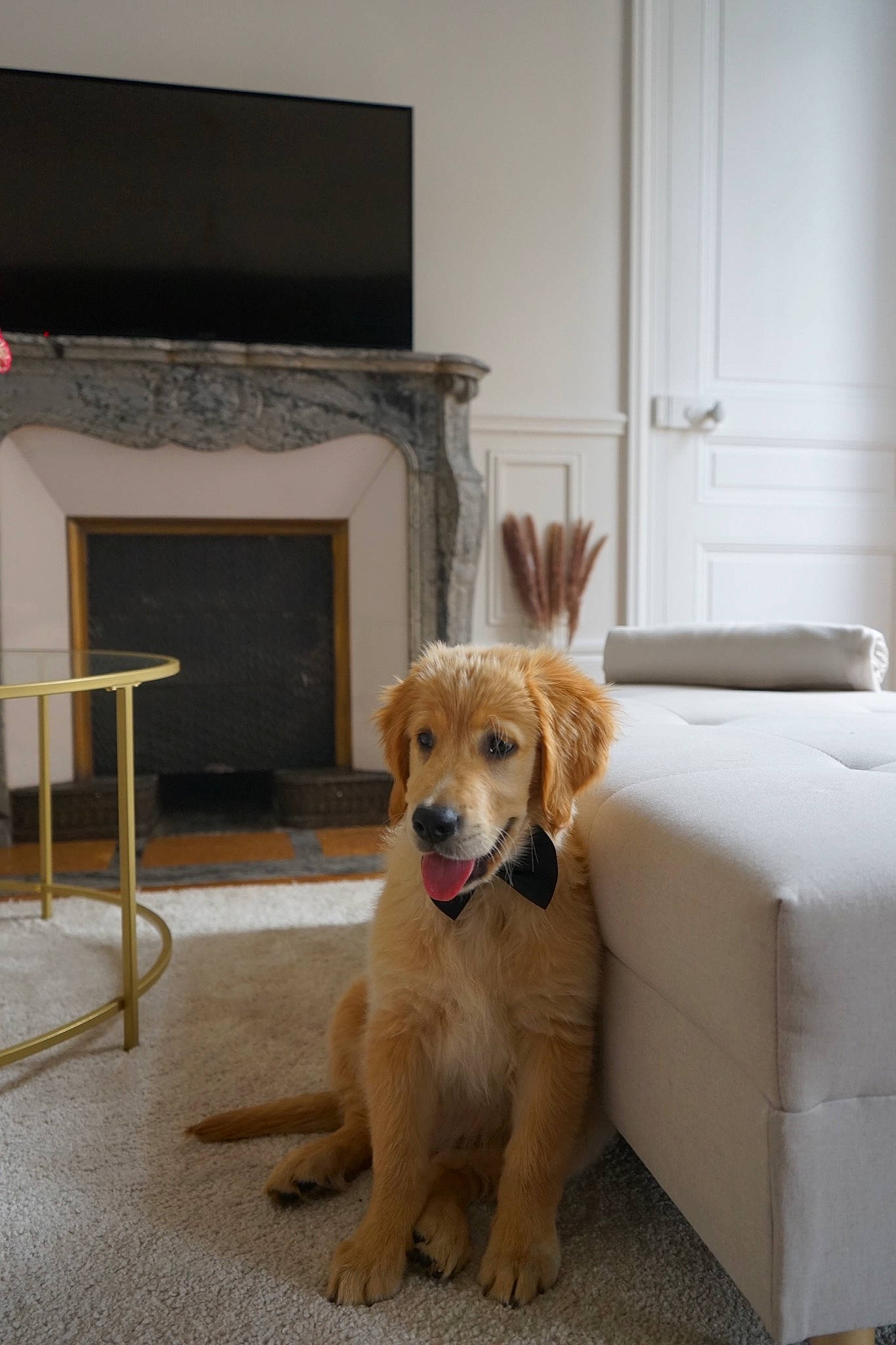 London participe au concours pour gagner de l'argent avec cette photo : carnivore, chair, collar, comfort, companion_dog, couch, dog, dog_breed, fawn, floor, flooring, fur, gas, hardwood, hearth, living_room, pet_supply, plant, tail, wood