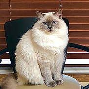 Chico is registered to the contest to win money with this photo: cat, fluffy, blue_eyes, sitting, chair, indoor, pet, feline, portrait, window_blinds, domestic_animal, fur, cute, animal, whiskers, tail, looking_at_camera, soft_light, calm, home