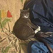 Littles joined the competition — help win amazing prizes! blanket, cat, comforter, cozy, curled_up, domestic_animal, feline, floral_pattern, fur, gray_cat, home, indoor, nap, pet, quiet, quilt, relaxed, resting, sleeping, soft_texture