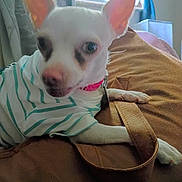 Miss Prissy Poo joined the competition — help win amazing prizes! animal, brown_surface, close_up, collar, curtains, cute, dog, domestic_animal, ears, indoor, leash, paw, pet, pink_collar, relaxing, shirt, small_dog, striped_shirt, white_dog, window