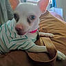 animal, brown_surface, close_up, collar, curtains, cute, dog, domestic_animal, ears, indoor, leash, paw, pet, pink_collar, relaxing, shirt, small_dog, striped_shirt, white_dog, window