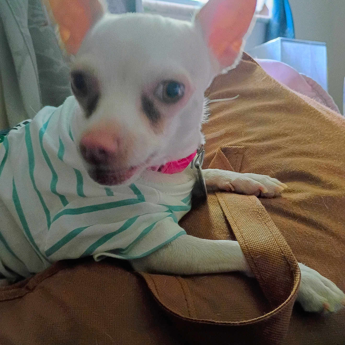Miss Prissy Poo