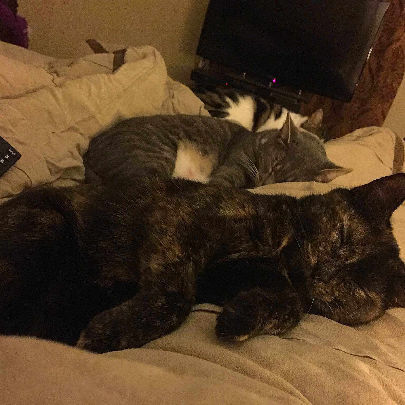 Carmello joined the competition — help win amazing prizes!