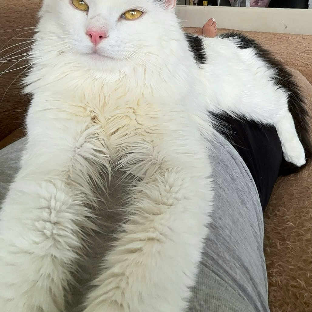 Hermès a rejoint le concours — aidez-le/la à gagner de superbes lots ! animal, black_patches, cat, chair, close_up, fluffy_fur, furniture, home, indoor, kitchen, lounge, person_legs, pet, pink_nose, relaxing, soft, table, whiskers, white_cat, yellow_eyes