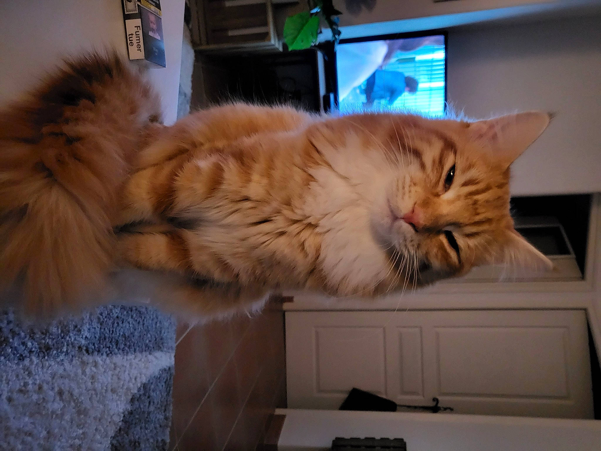 Loky a rejoint le concours — aidez-le/la à gagner de superbes lots ! cabinetry, carnivore, cat, comfort, computer_monitor, display_device, domestic_short_haired_cat, drawer, fawn, felidae, fur, hardwood, paw, room, small_to_medium_sized_cats, snout, tail, whiskers, window, wood