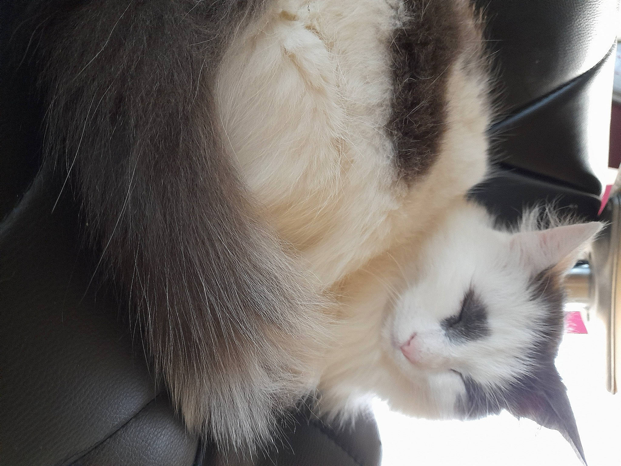 Nouky participe au concours pour gagner de l'argent avec cette photo : carnivore, cat, claw, comfort, domestic_short_haired_cat, felidae, fur, paw, small_to_medium_sized_cats, snout, tail, whiskers