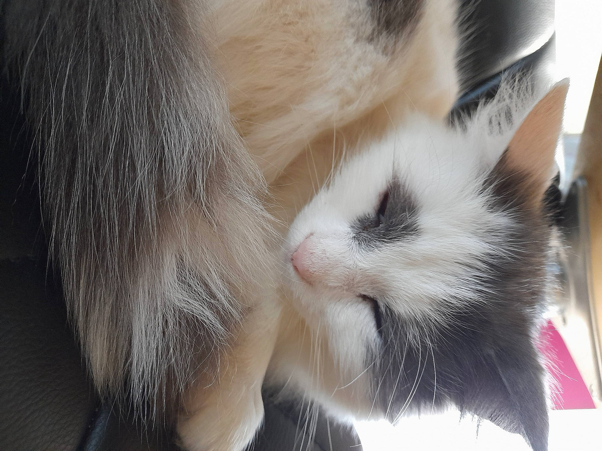 Nouky a rejoint le concours — aidez-le/la à gagner de superbes lots ! carnivore, cat, claw, comfort, domestic_short_haired_cat, fawn, felidae, fur, gesture, mammal, nap, paw, sleep, small_to_medium_sized_cats, snout, tail, terrestrial_animal, whiskers