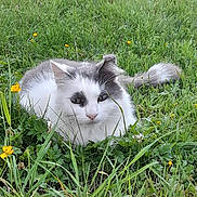 Nouky a rejoint le concours — aidez-le/la à gagner de superbes lots ! animal, cat, crouching, eyes, feline, fluffy, garden, grass, gray_fur, long_hair, meadow, nature, outdoors, pet, portrait, sitting, whiskers, white_fur, wildflowers, yellow_flowers