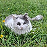 animal, cat, crouching, eyes, feline, fluffy, garden, grass, gray_fur, long_hair, meadow, nature, outdoors, pet, portrait, sitting, whiskers, white_fur, wildflowers, yellow_flowers
