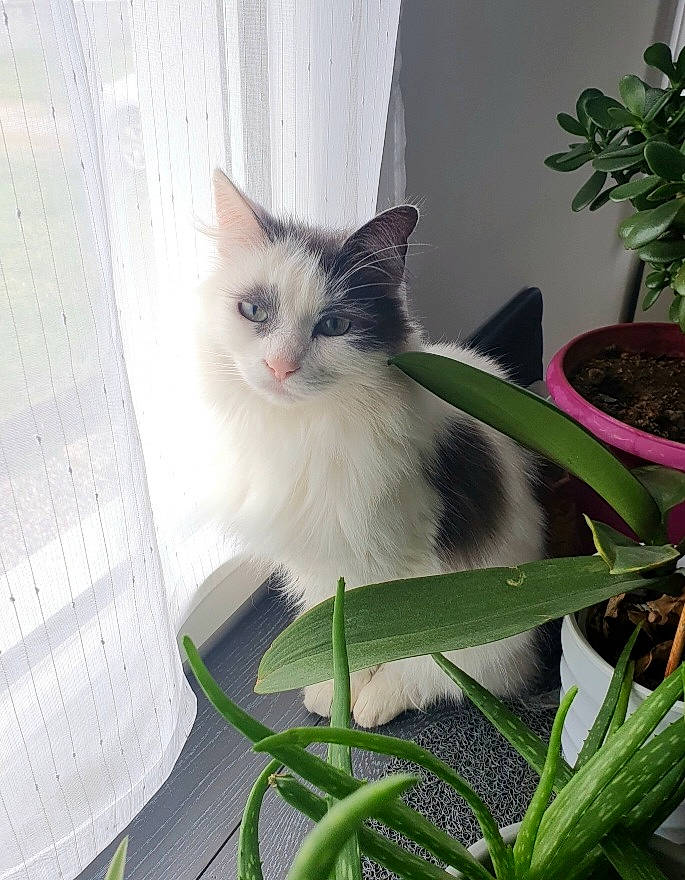 Nouky participe au concours pour gagner de l'argent avec cette photo : annual_plant, carnivore, cat, domestic_short_haired_cat, felidae, flowerpot, fur, grass, herb, houseplant, paw, plant, small_to_medium_sized_cats, tail, terrestrial_plant, whiskers, window