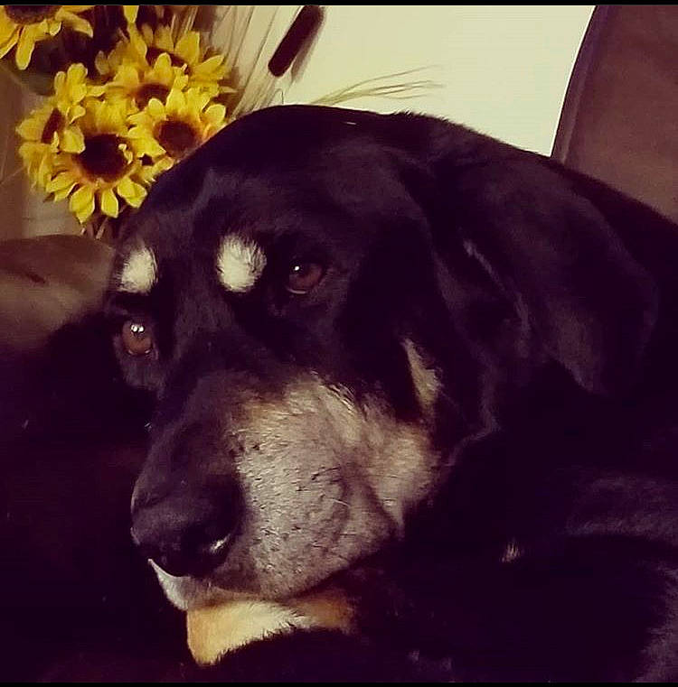 Ozzy is registered to the contest to win money with this photo: canidae, carnivore, companion_dog, dog, dog_breed, eye, guard_dog, hovawart, labrador_retriever, love, night, nose, puppy, retriever, sky, snout, sporting_group