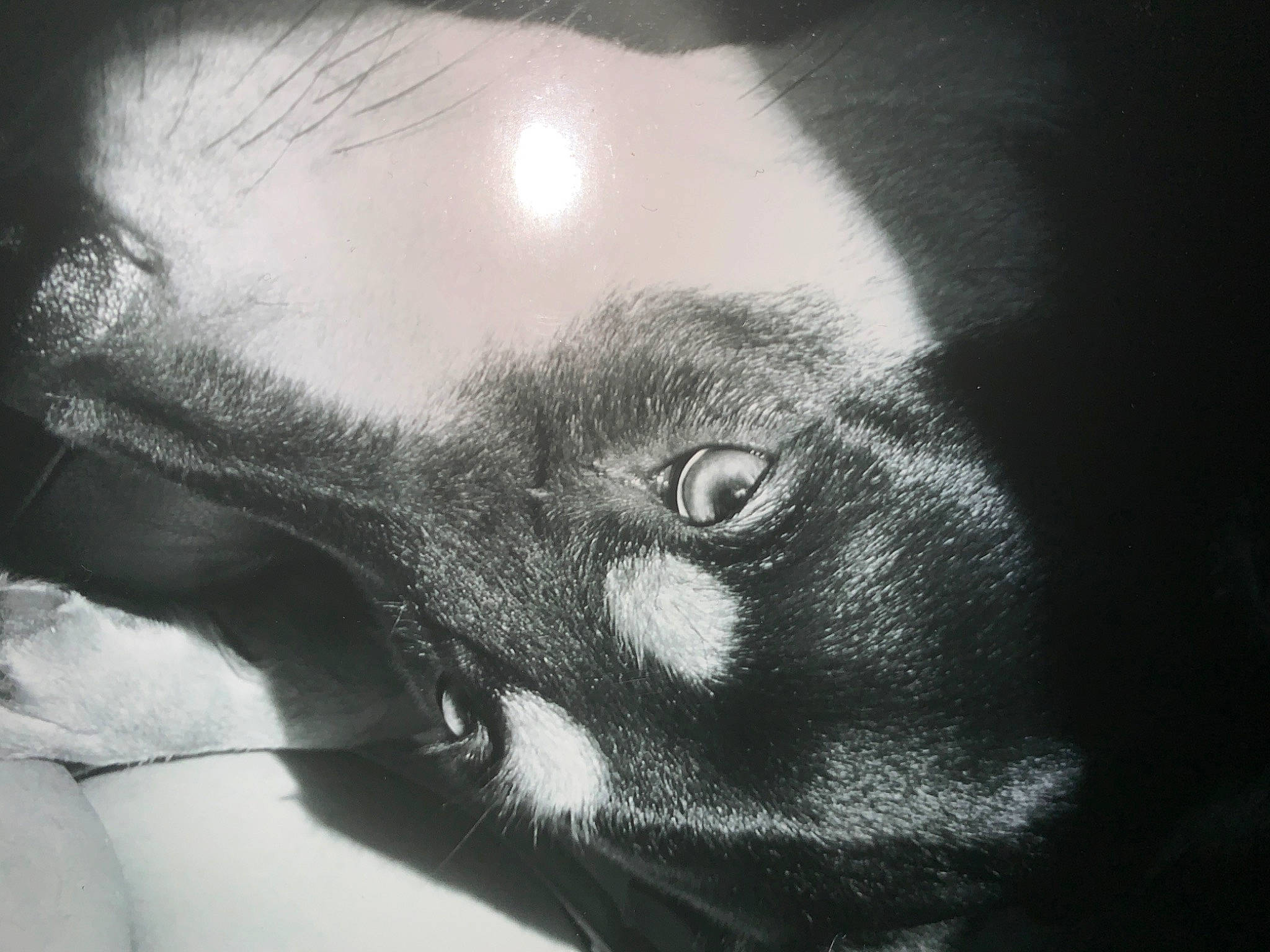 Soxy joined the competition — help win amazing prizes! black_and_white, boston_terrier, canidae, carnivore, close_up, dog, drawing, ear, eye, head, jaw, nose, organ, photography, snout, whiskers