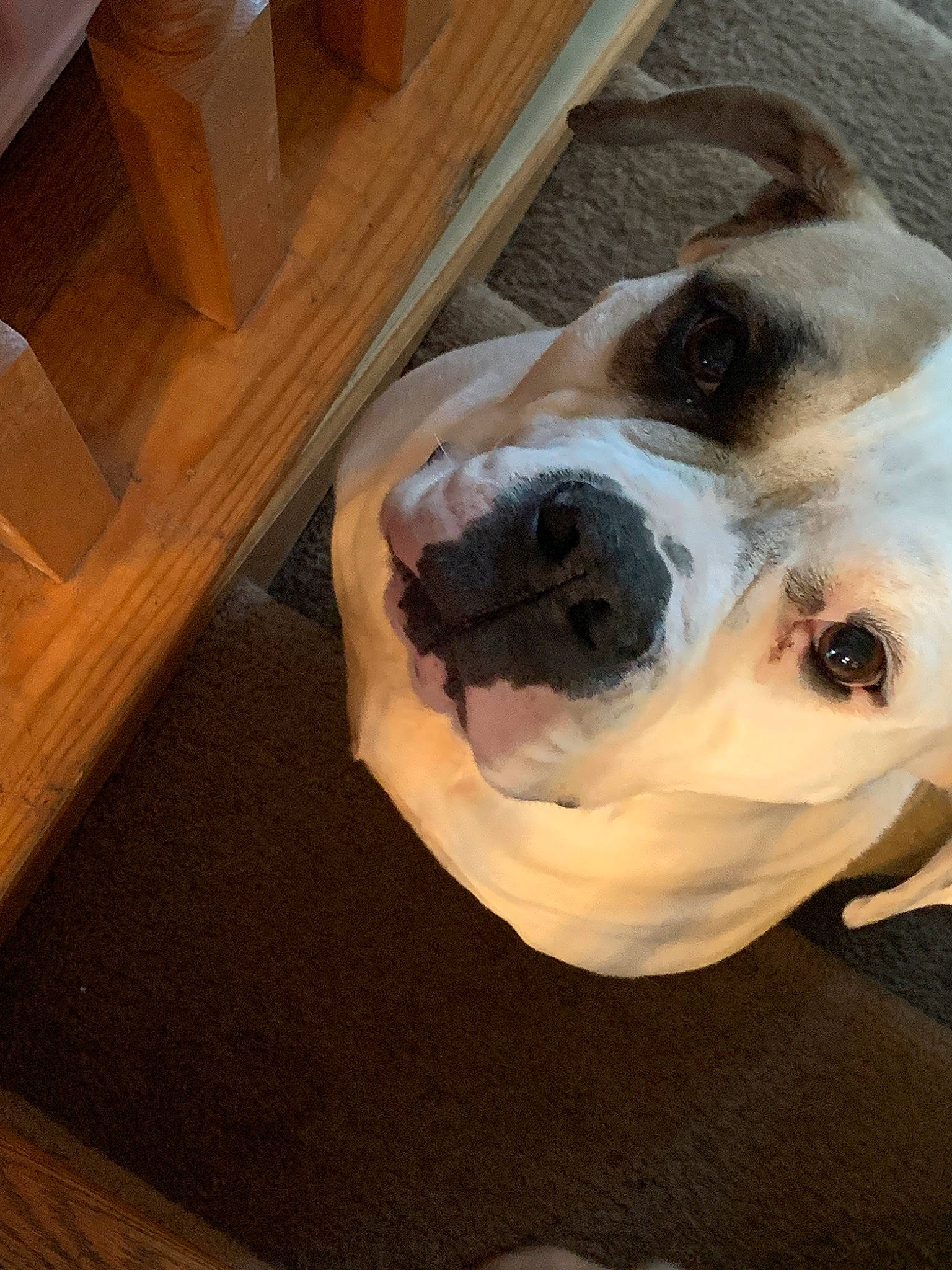 Delilah is registered to the contest to win money with this photo: american_bulldog, american_staffordshire_terrier, australian_bulldog, boxer, bulldog, canidae, carnivore, companion_dog, dog, dog_breed, ear, fawn, mammal, non_sporting_group, nose, old_english_bulldog, olde_english_bulldogge, snout, sporting_group, valley_bulldog