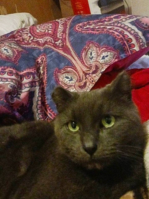 Church joined the competition — help win amazing prizes! black_cat, carnivore, cat, domestic_short_haired_cat, felidae, fur, linens, pattern, sleeve, small_to_medium_sized_cats, snout, terrestrial_animal, visual_arts, whiskers