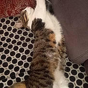 Spycie a rejoint le concours — aidez-le/la à gagner de superbes lots ! animal, blanket, cat, comfort, couch, cozy, cushion, domestic_animal, feline, fur, indoor, mammal, pet, polka_dot, relaxed, resting, sleeping, stretching, tabby, whiskers