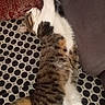 animal, blanket, cat, comfort, couch, cozy, cushion, domestic_animal, feline, fur, indoor, mammal, pet, polka_dot, relaxed, resting, sleeping, stretching, tabby, whiskers