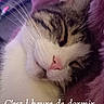 Spycie participe au concours pour gagner de l'argent avec cette photo : animal, cat, closed_eyes, closeup, cozy, cute, domestic_animal, feline, fluffy, fur, indoor, mammal, pet, pink_blanket, portrait, relaxed, resting, sleeping, soft_texture, whiskers