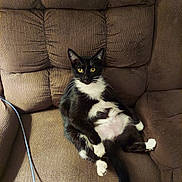 Max joined the competition — help win amazing prizes! animal, brown_furniture, cat, chair, cozy, cute, domestic_cat, feline, fur, home, indoor, looking_at_camera, mammal, pet, relaxed, resting, seated, tuxedo_cat, whiskers, yellow_eyes