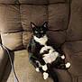 animal, brown_furniture, cat, chair, cozy, cute, domestic_cat, feline, fur, home, indoor, looking_at_camera, mammal, pet, relaxed, resting, seated, tuxedo_cat, whiskers, yellow_eyes