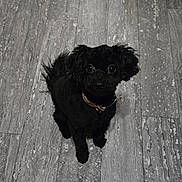 Mister joined the competition — help win amazing prizes! adorable, big_eyes, black_dog, collar, curious, cute, dog, floor_texture, fur, gray_floor, home_interior, indoor, looking_up, pet, poodle_mix, portrait, shadow, sitting, small_dog, tile_floor