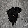 adorable, big_eyes, black_dog, collar, curious, cute, dog, floor_texture, fur, gray_floor, home_interior, indoor, looking_up, pet, poodle_mix, portrait, shadow, sitting, small_dog, tile_floor