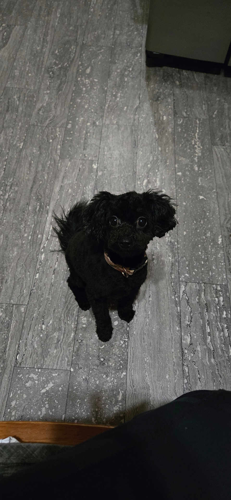 Mister joined the competition — help win amazing prizes! adorable, big_eyes, black_dog, collar, curious, cute, dog, floor_texture, fur, gray_floor, home_interior, indoor, looking_up, pet, poodle_mix, portrait, shadow, sitting, small_dog, tile_floor