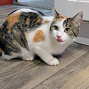 Callie is registered to the contest to win money with this photo: cat, calico, indoor, floor, wooden_floor, pet, animal, curious, licking, cute, feline, whiskers, ears, tail, paws, domestic_cat, closeup, young_cat, household, mammal