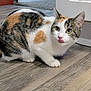 cat, calico, indoor, floor, wooden_floor, pet, animal, curious, licking, cute, feline, whiskers, ears, tail, paws, domestic_cat, closeup, young_cat, household, mammal