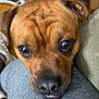 Buddha is registered to the contest to win money with this photo: dog, brown_dog, close_up, pet, resting, face, eyes, nose, mouth, fur, indoors, human_leg, gray_pants, expression, cute, animal, companion, friend, snout, portrait