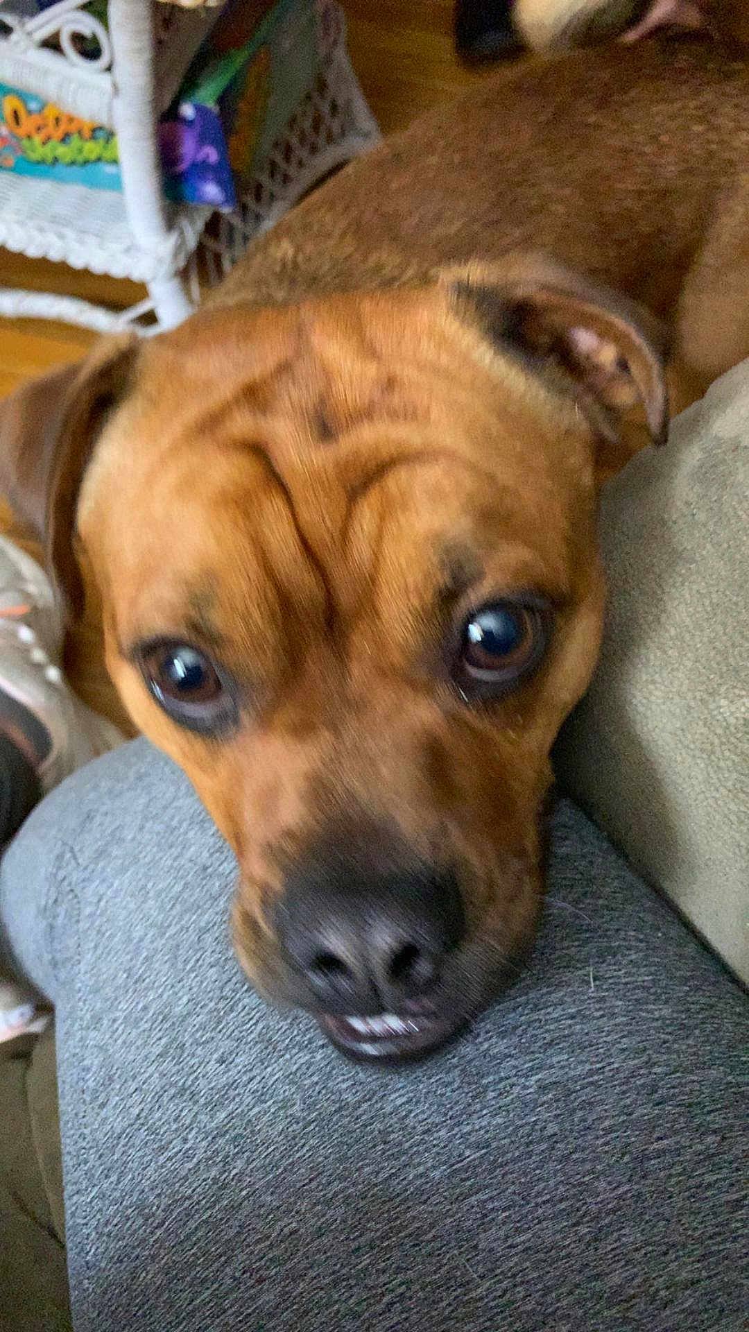 Buddha is registered to the contest to win money with this photo: dog, brown_dog, close_up, pet, resting, face, eyes, nose, mouth, fur, indoors, human_leg, gray_pants, expression, cute, animal, companion, friend, snout, portrait