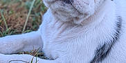 Aïko participe au concours pour gagner de l'argent avec cette photo : puppy, dog, blue_eyes, white_fur, black_spots, grass, outdoor, close_up, animal, pet, cute, young, lying_down, nature, fur, muzzle, whiskers, portrait, small, curious