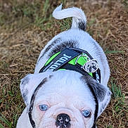 Aïko participe au concours pour gagner de l'argent avec cette photo : puppy, dog, white, blue_eyes, black_spots, grass, harness, outdoor, young, cute, pet, animal, nature, closeup, portrait, small_dog, canine, playful, walking, curious
