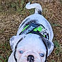 puppy, dog, white, blue_eyes, black_spots, grass, harness, outdoor, young, cute, pet, animal, nature, closeup, portrait, small_dog, canine, playful, walking, curious
