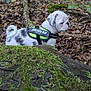 Aïko a rejoint le concours — aidez-le/la à gagner de superbes lots ! puppy, dog, forest, moss, leaves, fallen_tree, outdoor, nature, canine, white_dog, black_spots, harness, curious, small_dog, woods, animal, young_dog, pet, exploring, daylight
