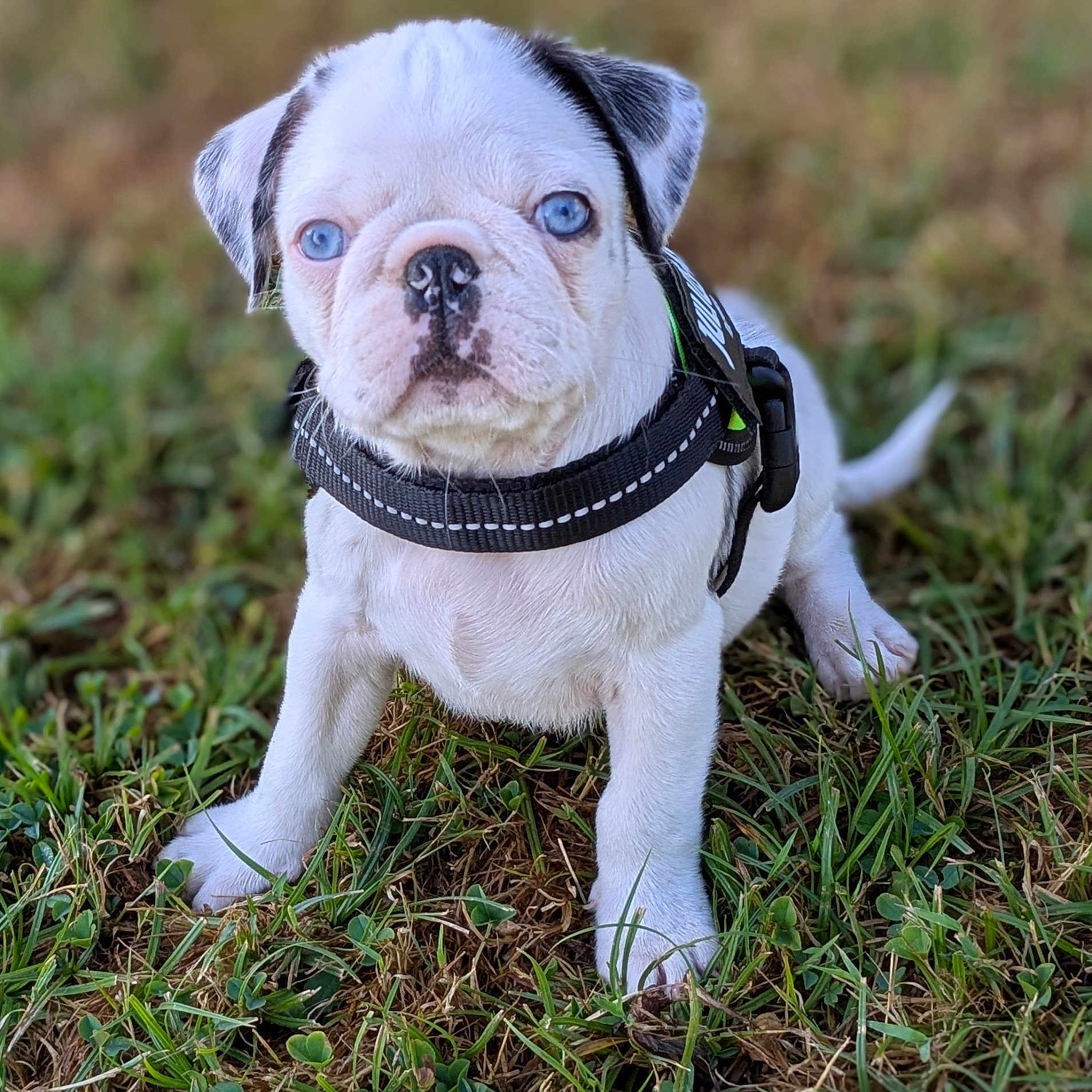 Aïko a rejoint le concours — aidez-le/la à gagner de superbes lots ! animal, blue_eyes, curious, cute, dog, ears, four_legs, fur, grass, harness, nature, outdoor, paw, pet, puppy, small_dog, snout, standing, white_dog, young_dog
