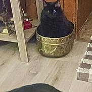 Baby Booter is registered to the contest to win money with this photo: black_cat, cat, pot, decorative_pot, wooden_floor, rug, furniture, indoor, pet, animal, curious, cozy, tail, domestic_cat, home, floor, black_fur, curiosity, resting, two_cats