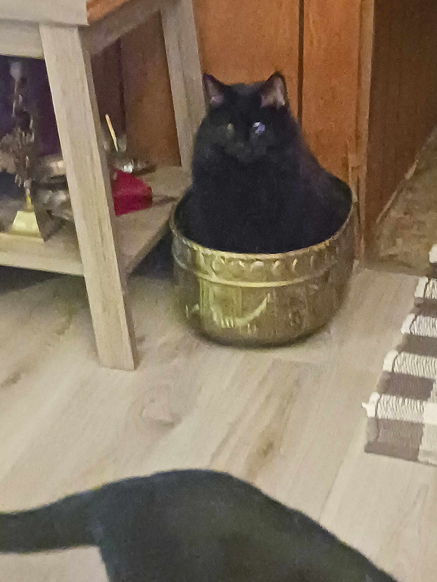 Baby Booter is registered to the contest to win money with this photo: black_cat, cat, pot, decorative_pot, wooden_floor, rug, furniture, indoor, pet, animal, curious, cozy, tail, domestic_cat, home, floor, black_fur, curiosity, resting, two_cats