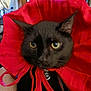 cat, black_cat, pet, animal, indoor, red_collar, elizabethan_collar, closeup, feline, yellow_eyes, costume, portrait, whiskers, fur, sitting, domestic_cat, looking_at_camera, household, cute, animal_portrait