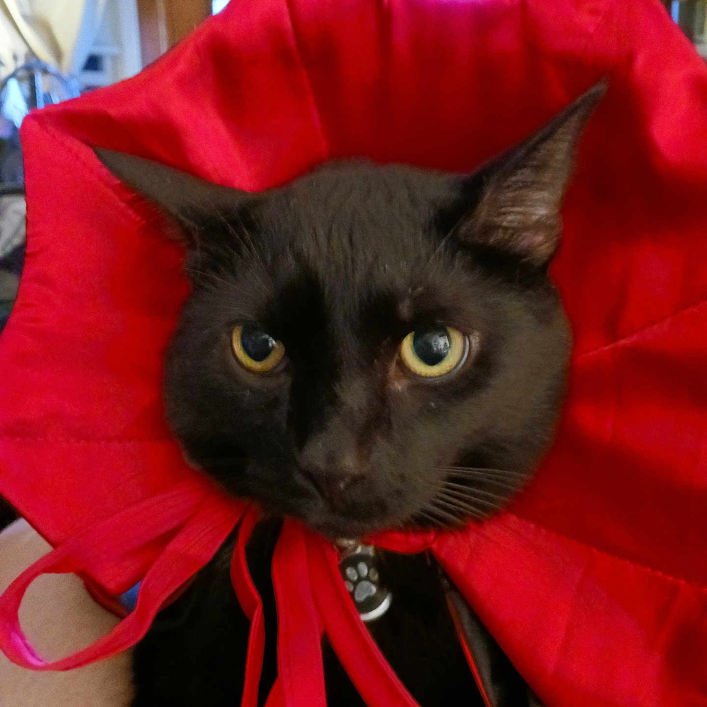Anderson Coopurr is registered to the contest to win money with this photo: animal, animal_portrait, black_cat, cat, closeup, costume, cute, domestic_cat, elizabethan_collar, feline, fur, household, indoor, looking_at_camera, pet, portrait, red_collar, sitting, whiskers, yellow_eyes