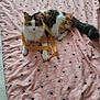 cat, calico, pet, animal, feline, cute, playful, ribbon, blanket, patterned, indoor, fur, whiskers, tail, relaxed, curious, domestic, bed, resting, soft