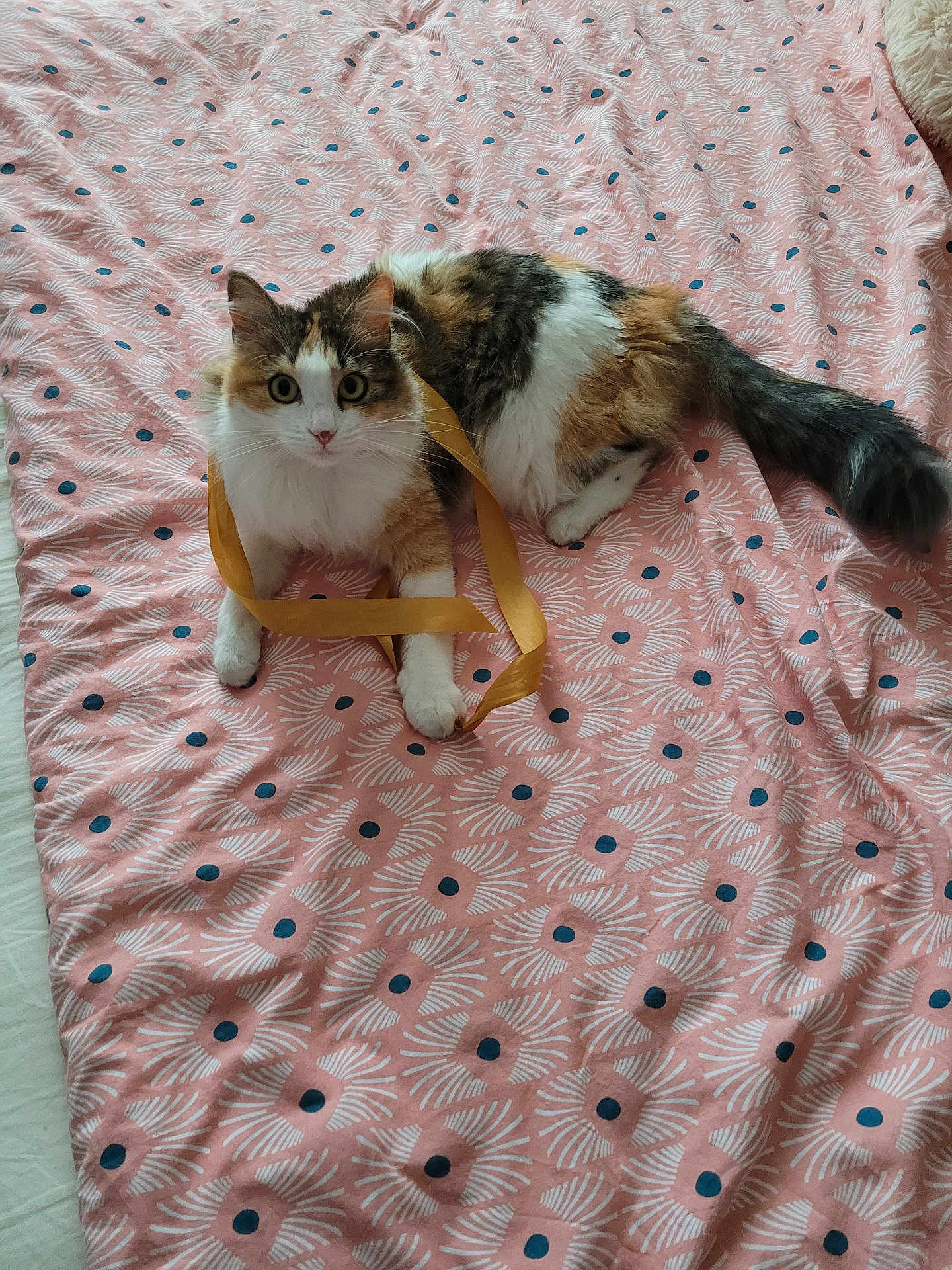 Lolita