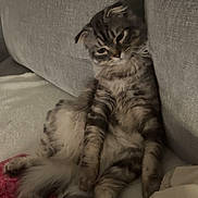 Athènes a rejoint le concours — aidez-le/la à gagner de superbes lots ! adorable, animal, blanket, cat, cozy, cute, domestic, feline, fluffy, fur, grey_couch, home, indoor, mammal, pet, relaxed, resting, sitting, sleepy, tabby