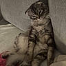 adorable, animal, blanket, cat, cozy, cute, domestic, feline, fluffy, fur, grey_couch, home, indoor, mammal, pet, relaxed, resting, sitting, sleepy, tabby