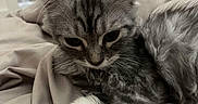 Athènes a rejoint le concours — aidez-le/la à gagner de superbes lots ! adorable, animal, bed, blanket, cat, closeup, cozy, cute, fur, gray_fur, indoor, kitten, pet, resting, sleepy, soft, stretching, tabby, whiskers, young