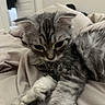adorable, animal, bed, blanket, cat, closeup, cozy, cute, fur, gray_fur, indoor, kitten, pet, resting, sleepy, soft, stretching, tabby, whiskers, young
