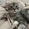 Athènes participe au concours pour gagner de l'argent avec cette photo : animal, bed, blanket, cat, cozy, curious, cute, domestic, feline, fur, gray_tabby, indoor, kitten, paws, pet, relaxed, resting, soft, whiskers, young