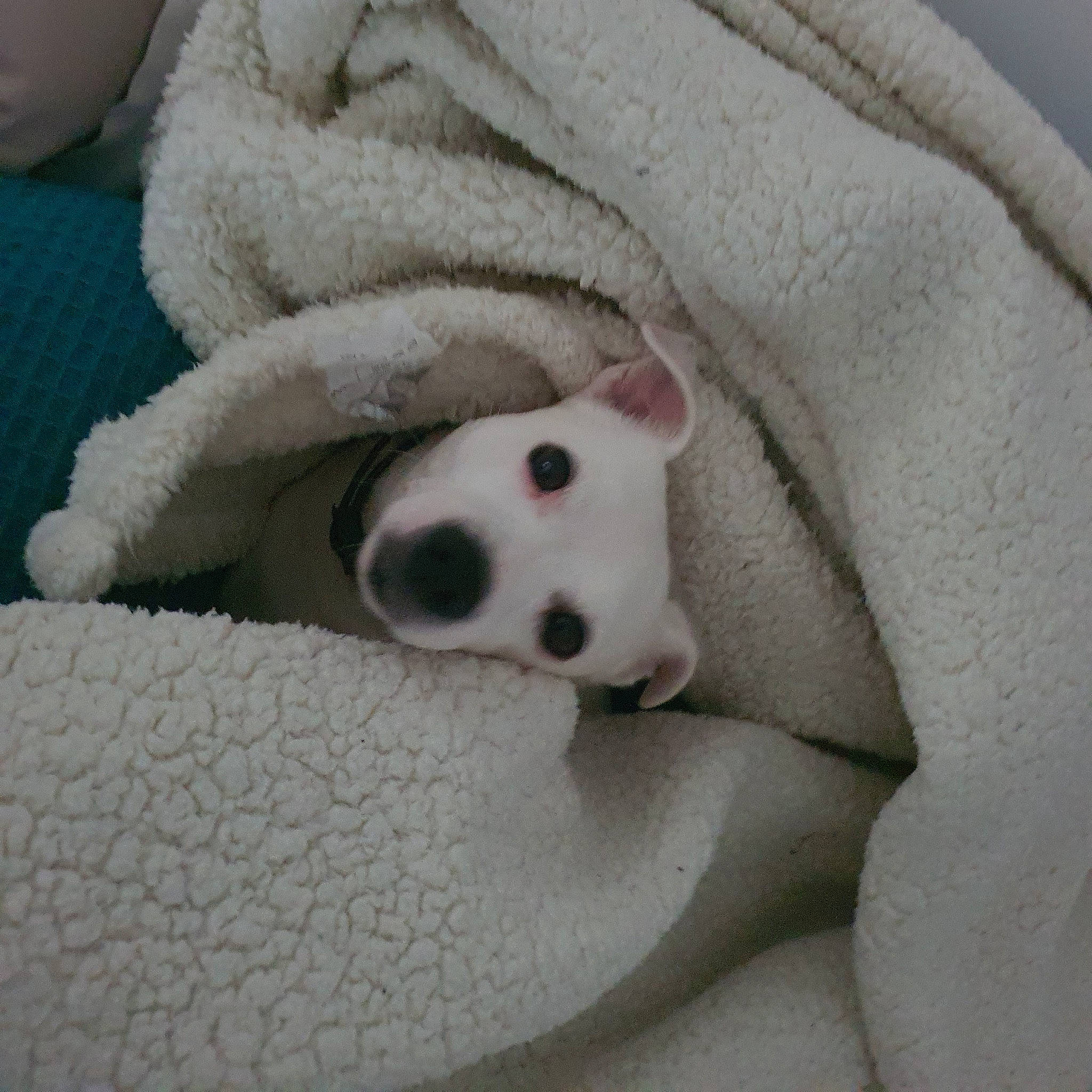 Lucky participe au concours pour gagner de l'argent avec cette photo : bedding, carnivore, comfort, companion_dog, dog, dog_breed, eye, fawn, felidae, fur, grey, head, linens, paw, snout, stuffed_toy, terrestrial_animal, toy, whiskers, working_animal