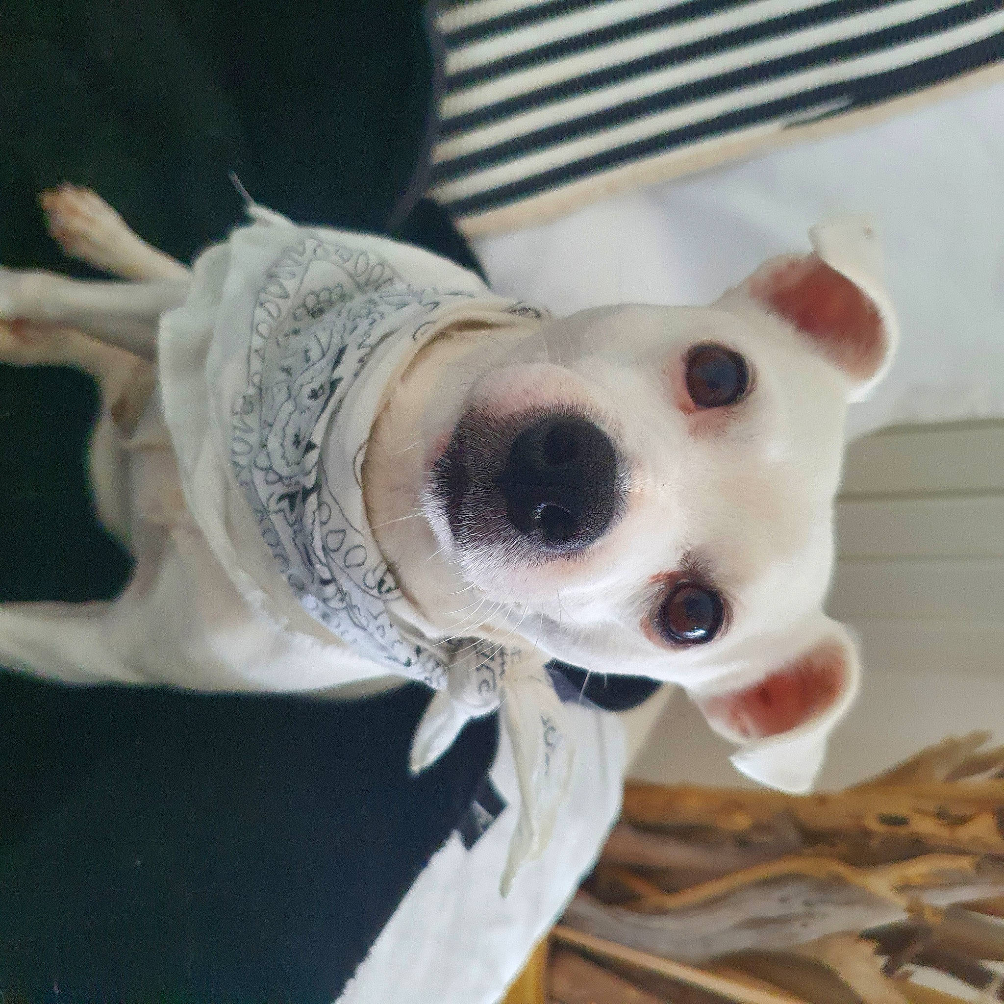 Lucky participe au concours pour gagner de l'argent avec cette photo : carnivore, collar, companion_dog, dog, dog_breed, dog_clothes, dog_collar, dog_supply, eyewear, fashion_accessory, fawn, felidae, fur, metal, snout, sporting_group, stuffed_toy, whiskers, wood, working_animal