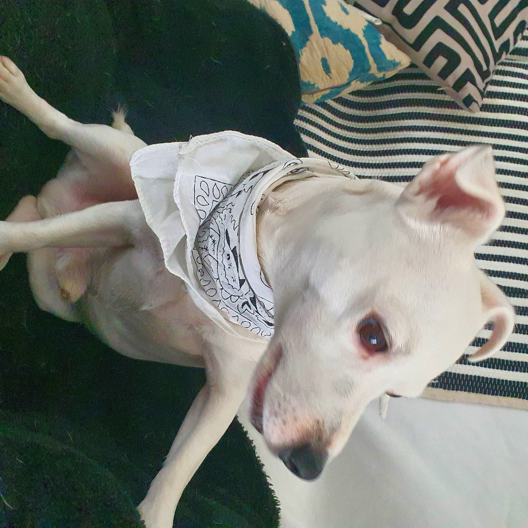 Lucky a rejoint le concours — aidez-le/la à gagner de superbes lots ! canidae, carnivore, collar, companion_dog, dog, dog_breed, dog_supply, ear, eye, fawn, flesh, foot, grass, human_leg, paw, snout, sporting_group, terrestrial_animal, whiskers, working_animal