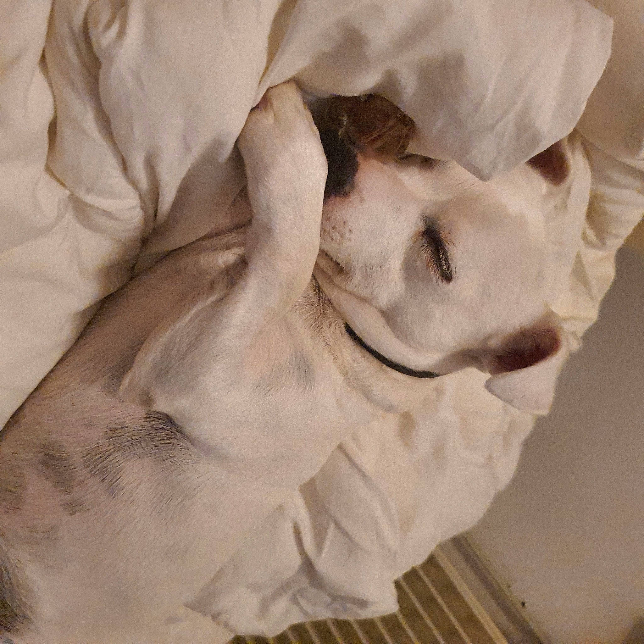 Lucky participe au concours pour gagner de l'argent avec cette photo : art, artifact, canidae, carving, classical_sculpture, comfort, dog, dog_breed, fur, gesture, jaw, monochrome_photography, monument, sculpture, sporting_group, statue, wing, wood, working_animal, wrinkle